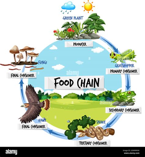 Food chain diagram concept Stock Vector Image & Art - Alamy