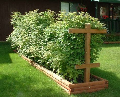 supporting the raspberries | Plants, Garden planning, Raised garden