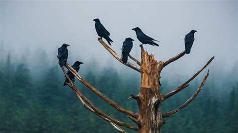 Unkindness Ravens – Bing Wallpaper Download