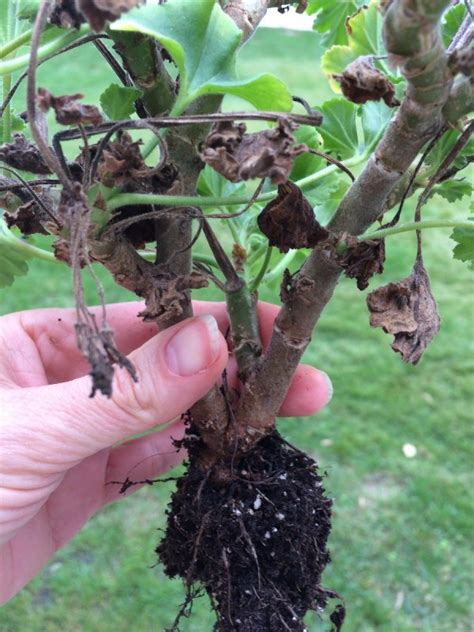 Winterizing a Geranium Plant | ThriftyFun