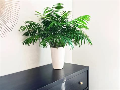 Areca Palm Leaves Turning Yellow : The areca palm requires heavy ...