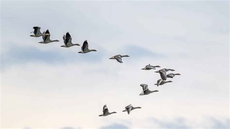 What Is a Group of Geese Called? - A-Z Animals