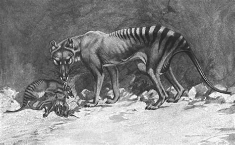 Thylacine Sightings - Unsolved Mysteries In The World