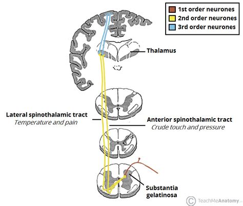 The Ascending Tracts - DCML - Anterolateral - TeachMeAnatomy