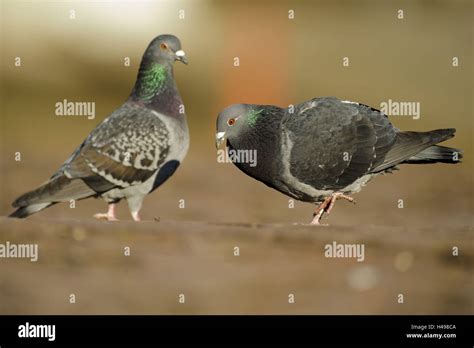 Town pigeons, courtship display Stock Photo - Alamy