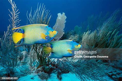 462 Queen Angelfish Stock Photos, High-Res Pictures, and Images - Getty ...