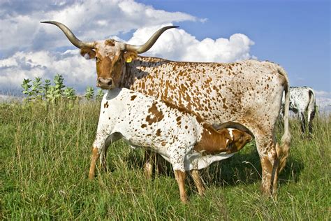 Texas Longhorn Cattle Photos