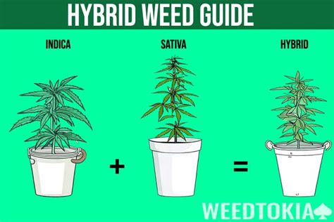 What is Hybrid Weed? Effects & Benefits Explained - Weedtokia