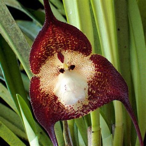 10 Unusual Orchids That Look Like Monkeys and Other Animals | Dengarden