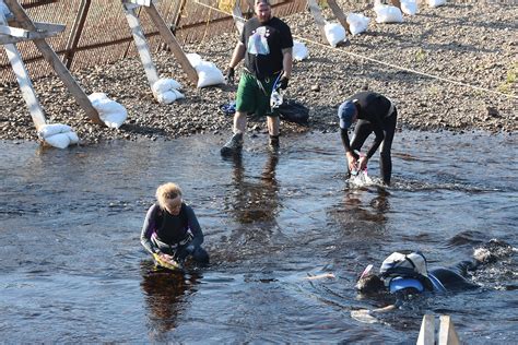 Conserving wild Atlantic salmon and protect salmon habitat in ...