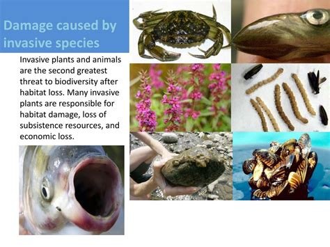 PPT - Invasive Species PowerPoint Presentation, free download - ID:2072108