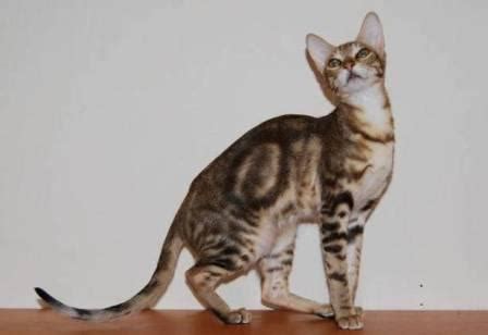 Sokoke - Cat Breed Profile and Facts