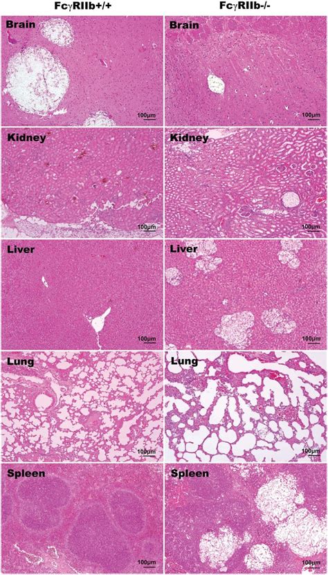 Representative histology with H&E (hematoxylin and eosin staining) at... | Download Scientific ...