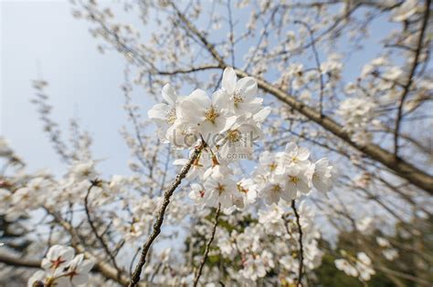 Japanese Sakura Photograph Picture And HD Photos | Free Download On Lovepik