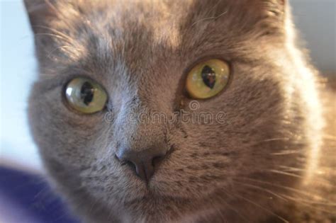 Cat with Golden Eyes Looking at You Stock Photo - Image of grey, cute: 100496500