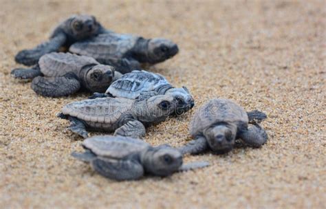 Loggerhead Sea Turtle Hatchlings Stock Image - Image of blooded, baby: 65653363