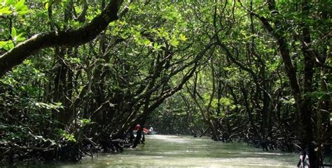 Mangrove creek, Baratang Island, Andaman And Nicobar Islands - Times of ...