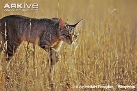 African Wildcat - International Society for Endangered Cats (ISEC) Canada