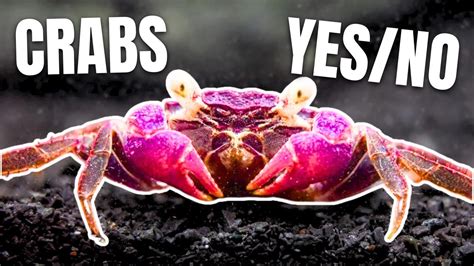 Here Are 15 Freshwater Crabs YOU Can Keep! – HousePetsCare.com