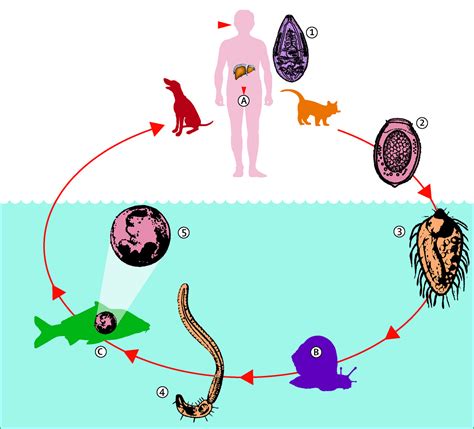 Clonorchiasis: a key foodborne zoonosis in China - The Lancet Infectious Diseases