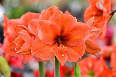 Amaryllis Plant Care & Growing Tips | Horticulture.co.uk