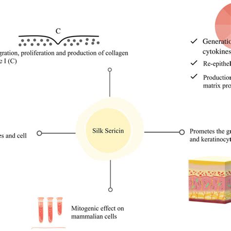 Sericin properties and benefits in wound healing biomaterials. | Download Scientific Diagram