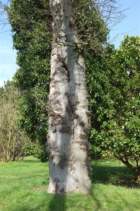 Gleditsia sinensis - Trees and Shrubs Online