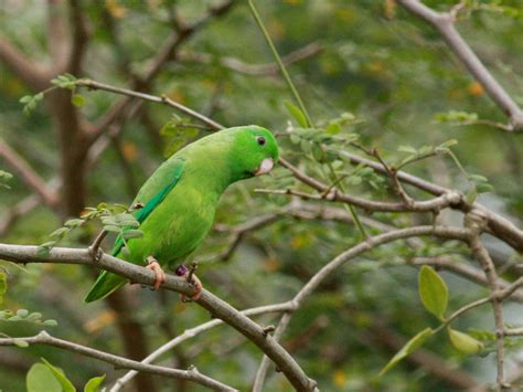 Green-rumped Parrotlet - eBird