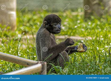 Baby monkey eating a fruit stock image. Image of eating - 259619891