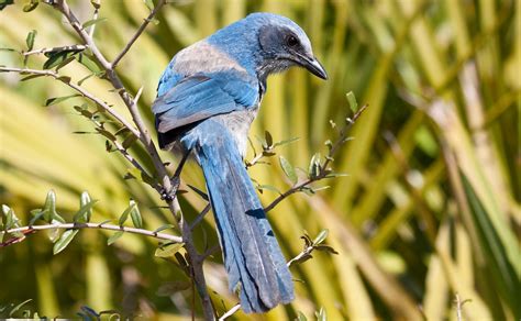 Florida Scrub-Jay | Audubon Field Guide