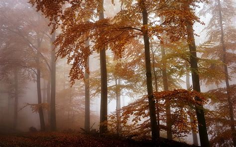 HD wallpaper: autumn, forest, fog | Wallpaper Flare