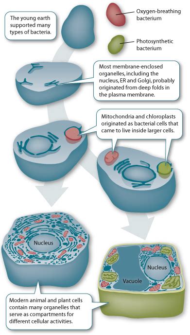 Mitochondria Structure and Function ~ Biology Exams 4 U