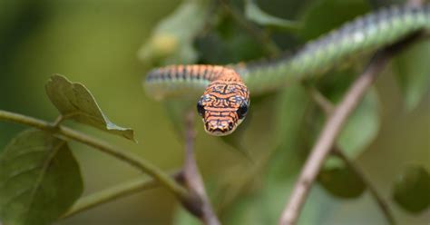 How Do Flying Snakes Glide Through the Air? ‘It’s Hard to Believe ...