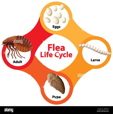 Flea Life Cycle Diagram Stock Vector Image & Art - Alamy