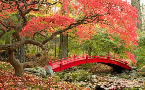 2K free download | Bridge, red, autumn, tree, green, pink, peisaj, leaf ...