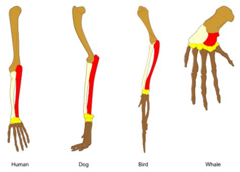 Difference Between Homology and Homoplasy | Definition, Emergence ...