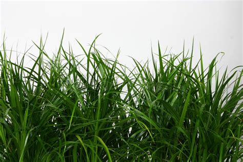 Green Grass On White Background Stock Photo - Image: 9245010