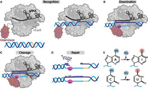 General process of DNA base editing. | Download Scientific Diagram