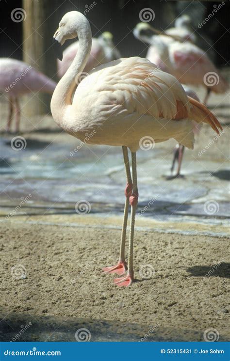 Pink Flamingos in Sunken Gardens, St. Petersburg, FL Stock Image - Image of gardens, petersburg ...