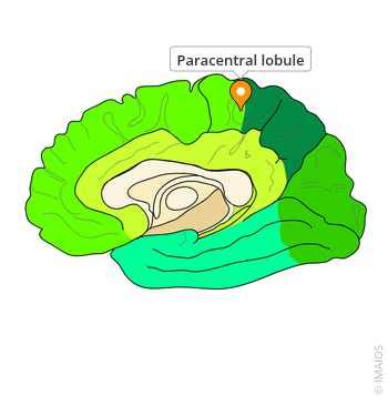 Paracentral lobule - e-Anatomy - IMAIOS