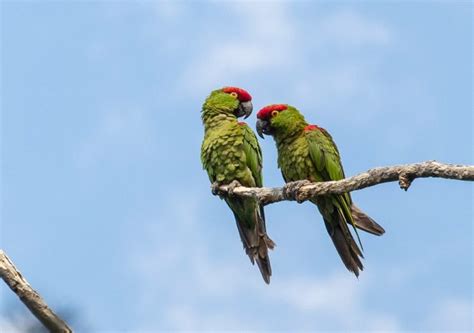 loros de pico grueso Archives - National Geographic en Español