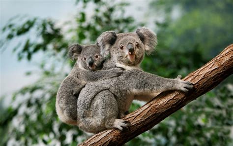 10 Unique Species You Can See in Southern Australia