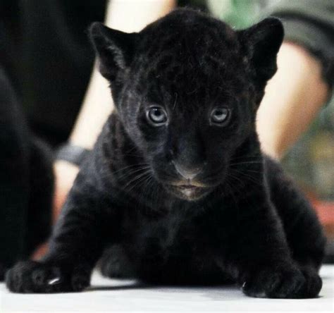 Baby black panther (With images) | Cute baby animals, Baby panther