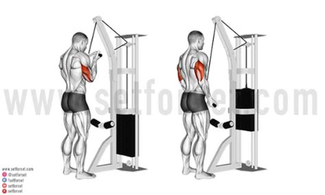 10 Best Medial Head Tricep Exercises - SET FOR SET