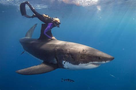 This Woman Swims With Great White Sharks -- in Order to Save Them