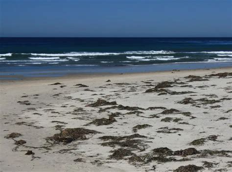 Del Mar Dog Beach – North Beach, Del Mar, CA - California Beaches