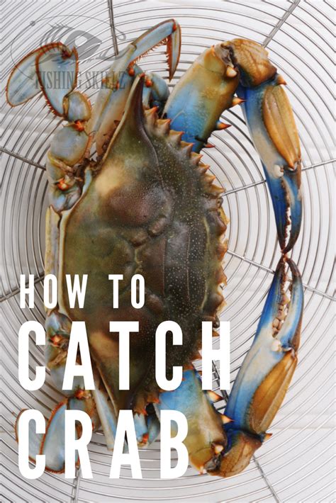 The ultimate guide to learning how to catch crab – Artofit