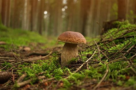 Discover 10+ Different Types of Wild, Edible Mushrooms