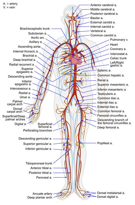 Label The Blood Vessel Human Bio - BIO202-Blood Vessels : All cells in the body need oxygen and ...