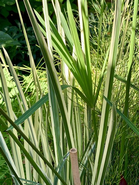 Photo #71678 | Acorus calamus 'Argenteostriatus' | plant lust